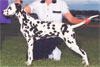 Click here for more detailed Dalmatian breed information and available puppies, studs dogs, clubs and forums